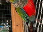 Crimson redbelly concure