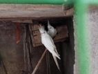 Cockatiel Birds