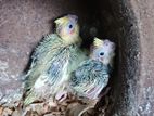 Cockatiel Birds