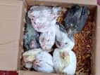 Cockatiel Chicks