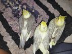 Crocatail chicks