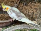 Cockatiel Bird