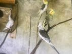 Cockatiel Bird