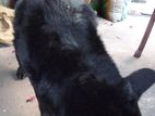 Crocin German Shepherd Black Dog කොරොස් කරන්න ජමන් ශපට් (කලු)