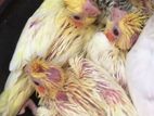crockatail chicks