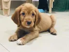 Crocker Spaniel Puppy