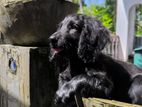 Crocker Spaniel Female Puppy