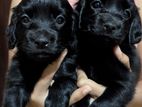 Crocker Spaniel Puppies
