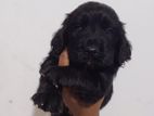 Cocker Spaniel Puppies