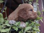 Crocker Spaniel Puppies