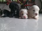 Crocus Spaniel Puppy