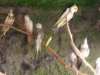 Crocktail birds