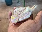 Crokatail Bird
