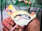 crokatail chick for hand feeding