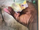 Crokatail chick for hand feeding