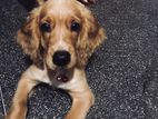 Cocker Spaniel Puppy