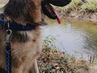 German Shepherd For Crossing