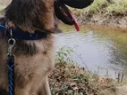 German Shepherd For Crossing