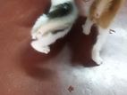 Mixed Persian Kittens for Kind Home