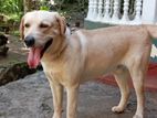 Labrador Male For Crossing