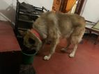 German Shepherd Dog for Crossing