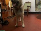 German Shepherd Dog for Crossing