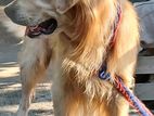 Golden Retriever Dog for Crossing