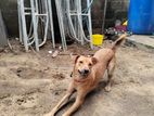 Dog for A Kind Home