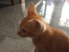 Persian Mixed Cat