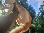 Cat for Kind Home