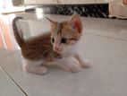 Cross Cat