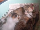 Cross Cat