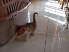 Kitten for Kind Home