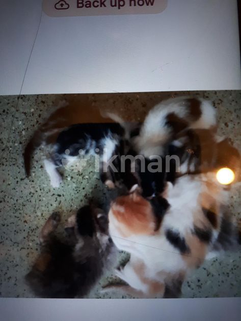 Cross Cats for Sale in Colombo 14 | ikman