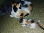 Cat for Kind Home