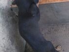 Cross Dachshund Pub