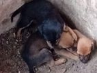 Mixed Dachshund Puppies