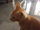 Female Persian Mix