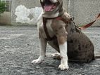 American Bully for Crossing