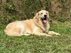 Golden Retriever for Crossing