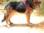 German Shepherd for Crossing