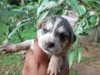 Puppy for A Kind Home