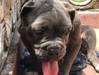 American Micro Bully Dog for Crossing