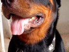 Cross කිරීම සදහා Rottweiler සුනකයෙක්