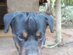 Rottweiler for Crossing