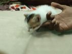 Persian Crossed Kitten