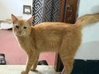 Cross Persian Cat for Kind Home