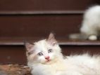 Cross Persian Cats
