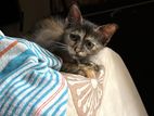 Cross Persian Kitten for Kind Home