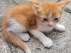 Persian Kittens for Kind Home